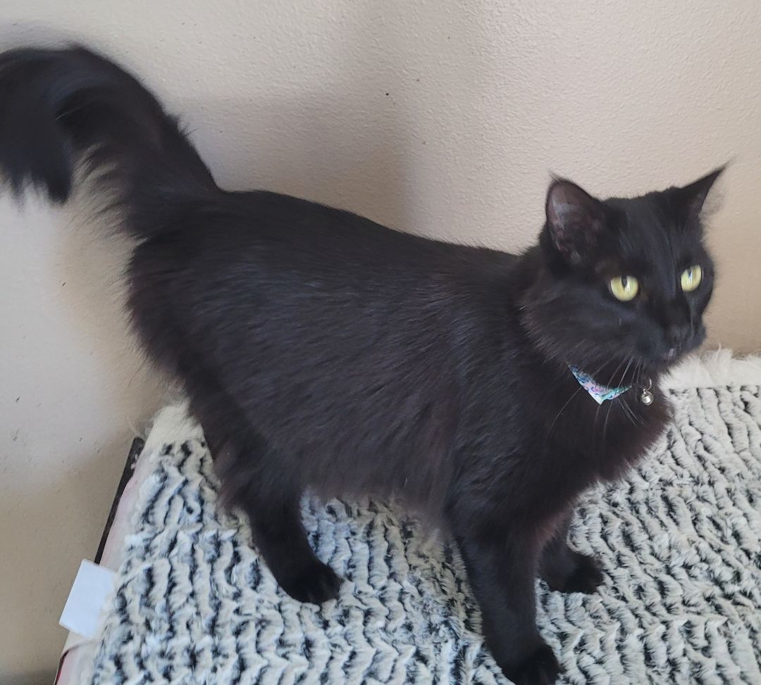 Enlarge Mia, a Adopted Domestic Long Hair in Denham Springs, LA image 2/2