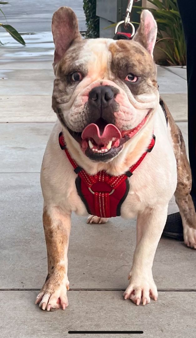 Dog for adoption Choco (Deaf Frenchie), a French Bulldog in Calabasas, CA Petfinder