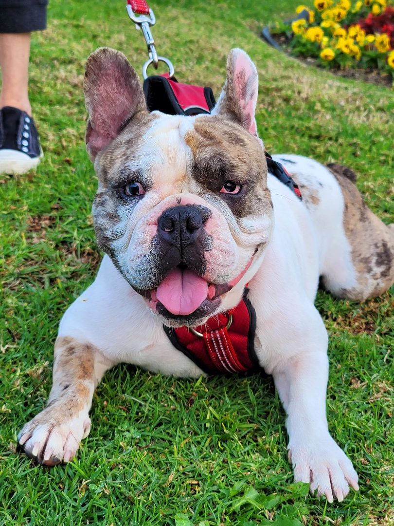 Dog for adoption Choco (Deaf Frenchie), a French Bulldog in Calabasas, CA Petfinder