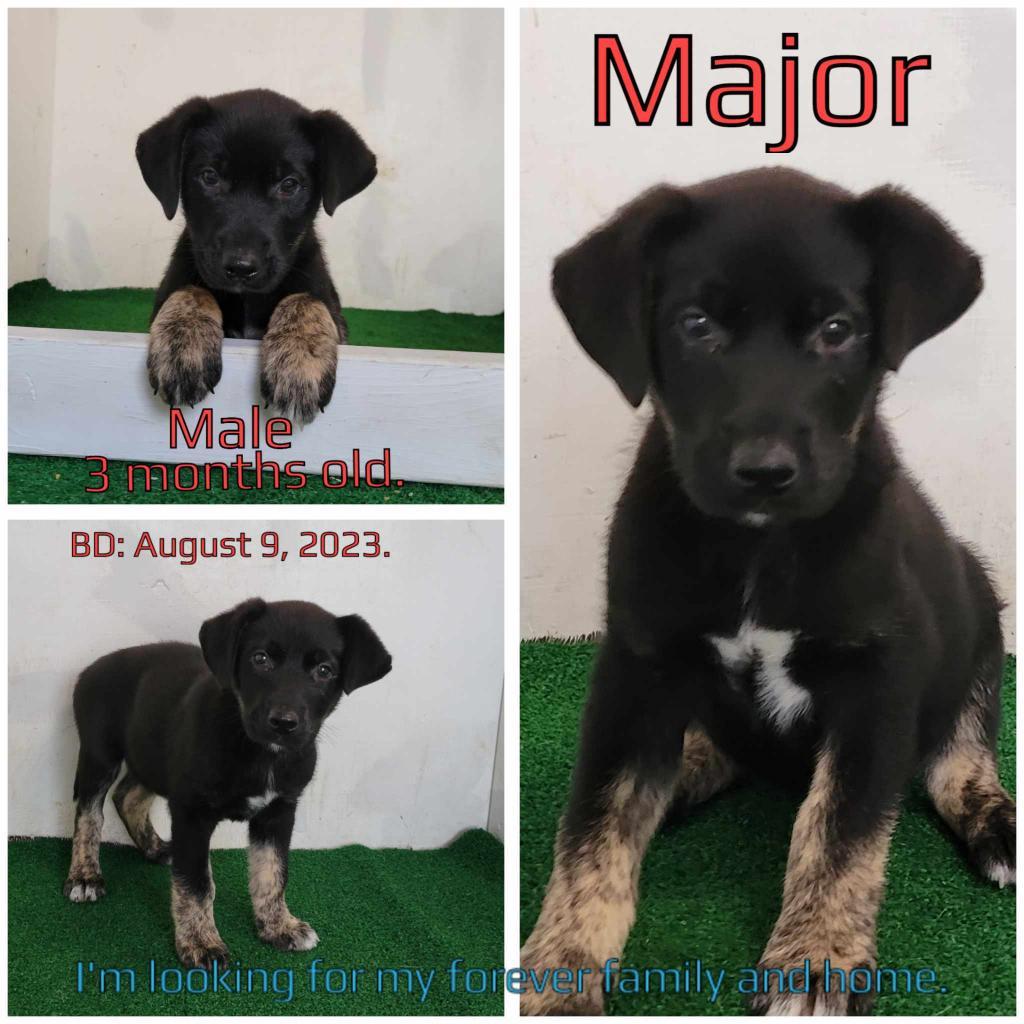 Duke (fka Major) — thumbnail 2