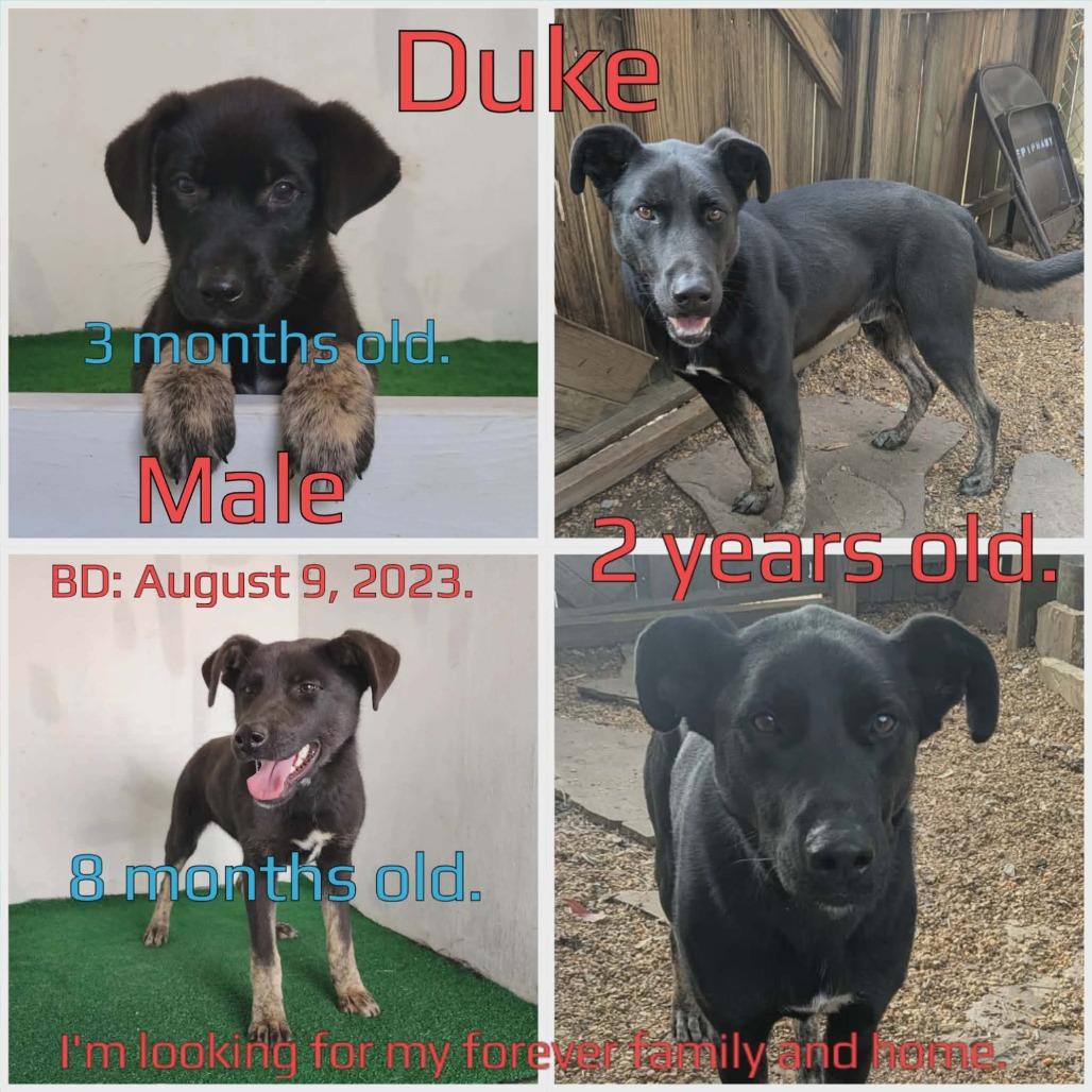 Duke (fka Major) — thumbnail 3