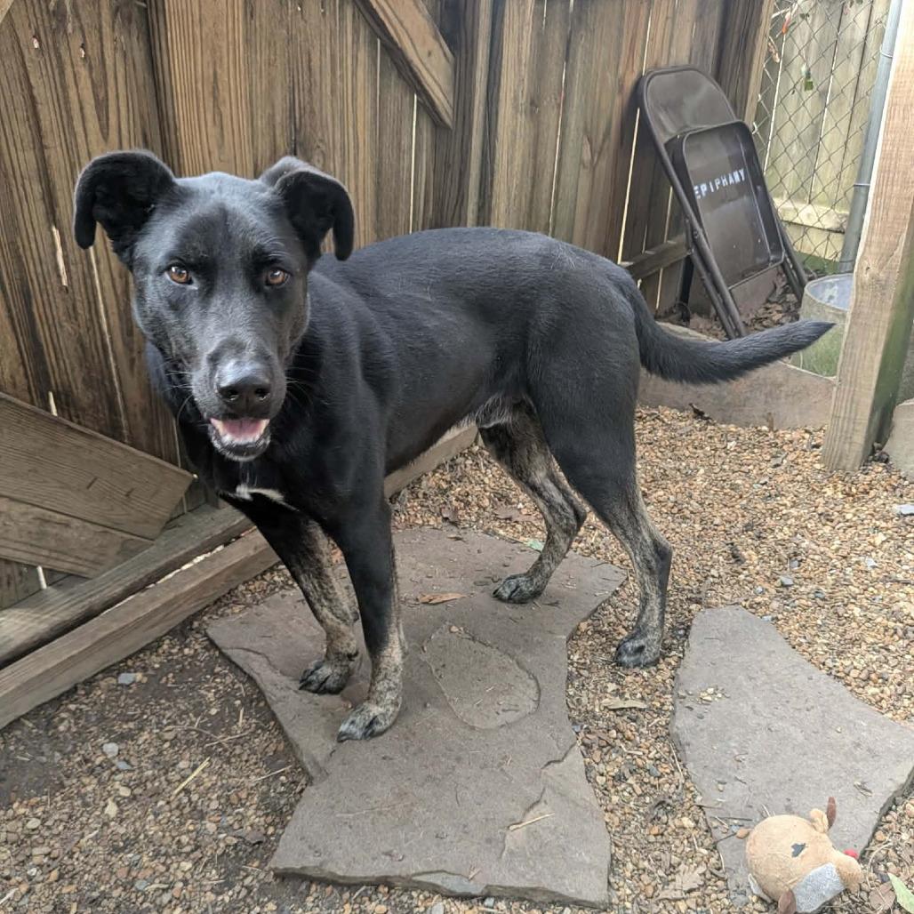 Duke (fka Major) — thumbnail 5