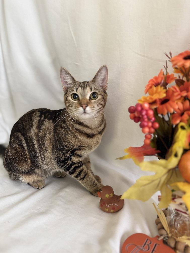 Enlarge Mamas, a Adoptable Torbie in Parlier, CA image 1/3