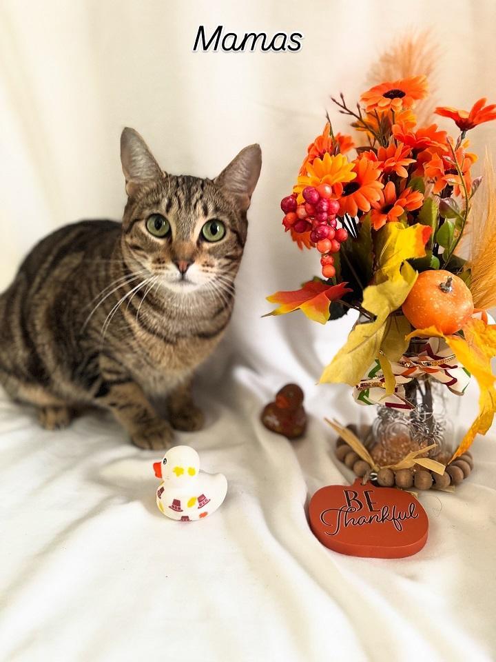 Enlarge Mamas, a Adoptable Torbie in Parlier, CA image 2/3