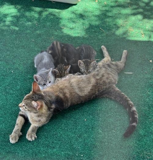 Enlarge Mamas, a Adoptable Torbie in Parlier, CA image 3/3