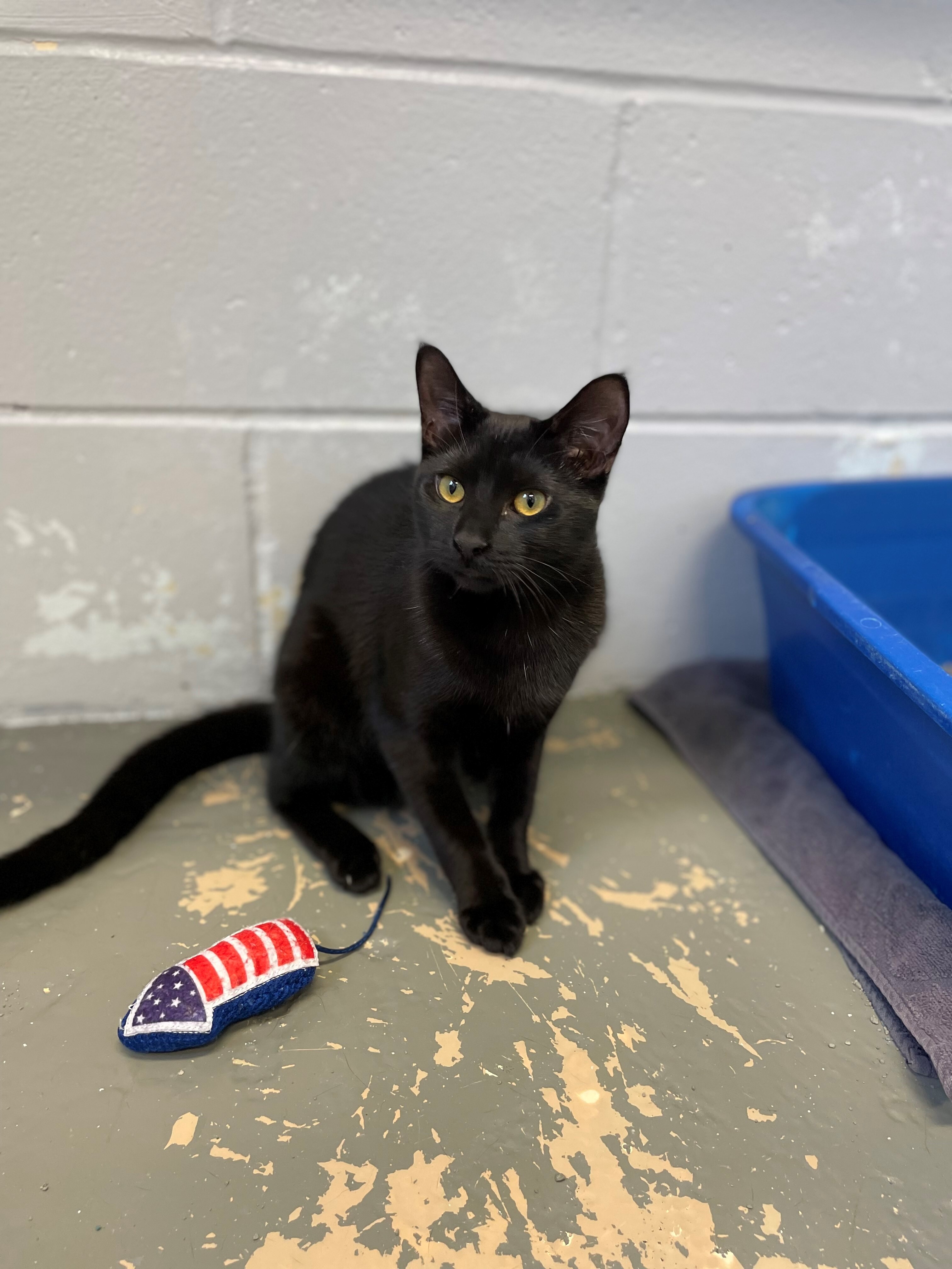 Virgo , Adoptable, Kitten Female Domestic Short Hair.