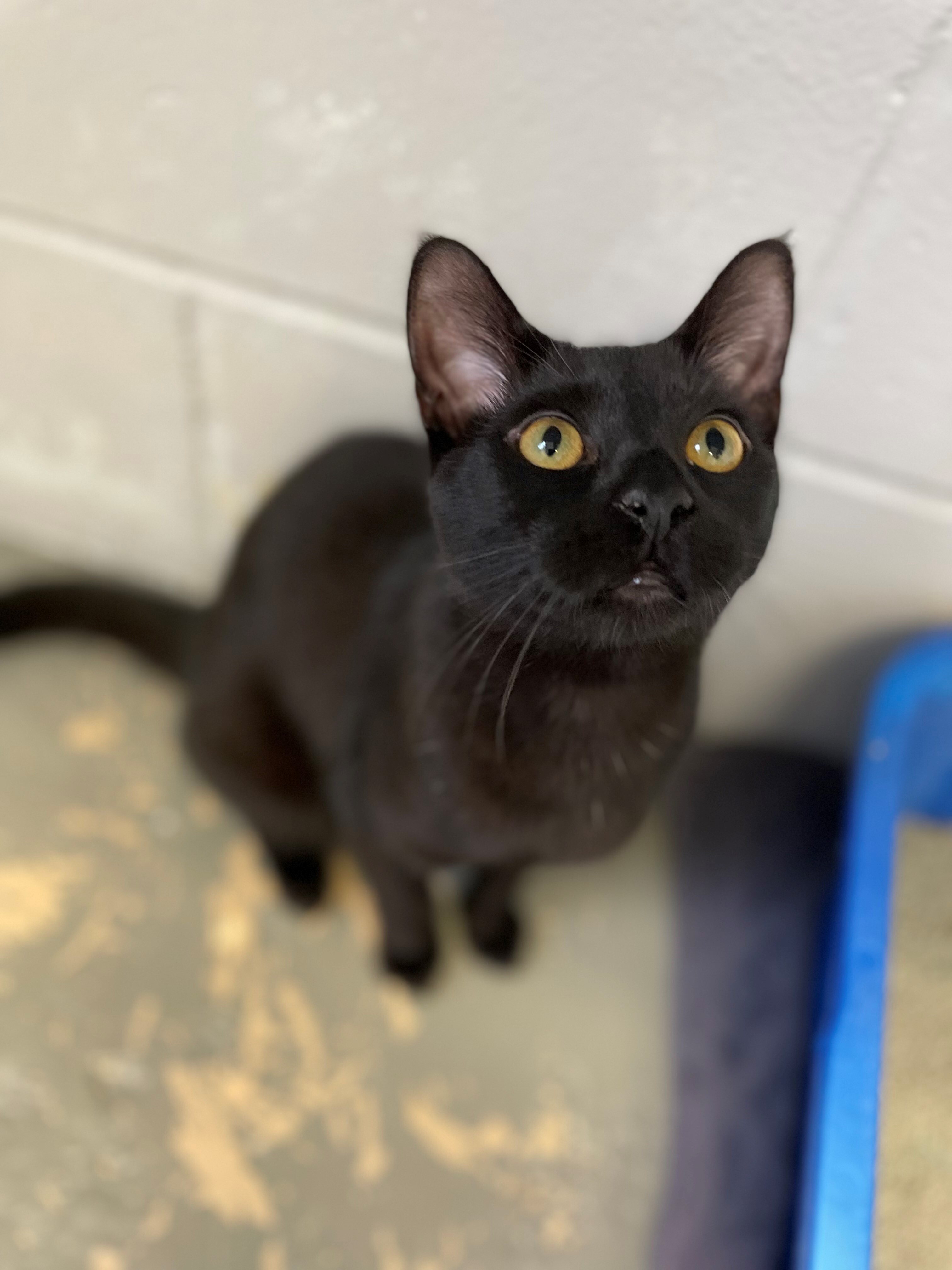 Enlarge Virgo , a Adoptable Domestic Short Hair in East Northport, NY image 2/6