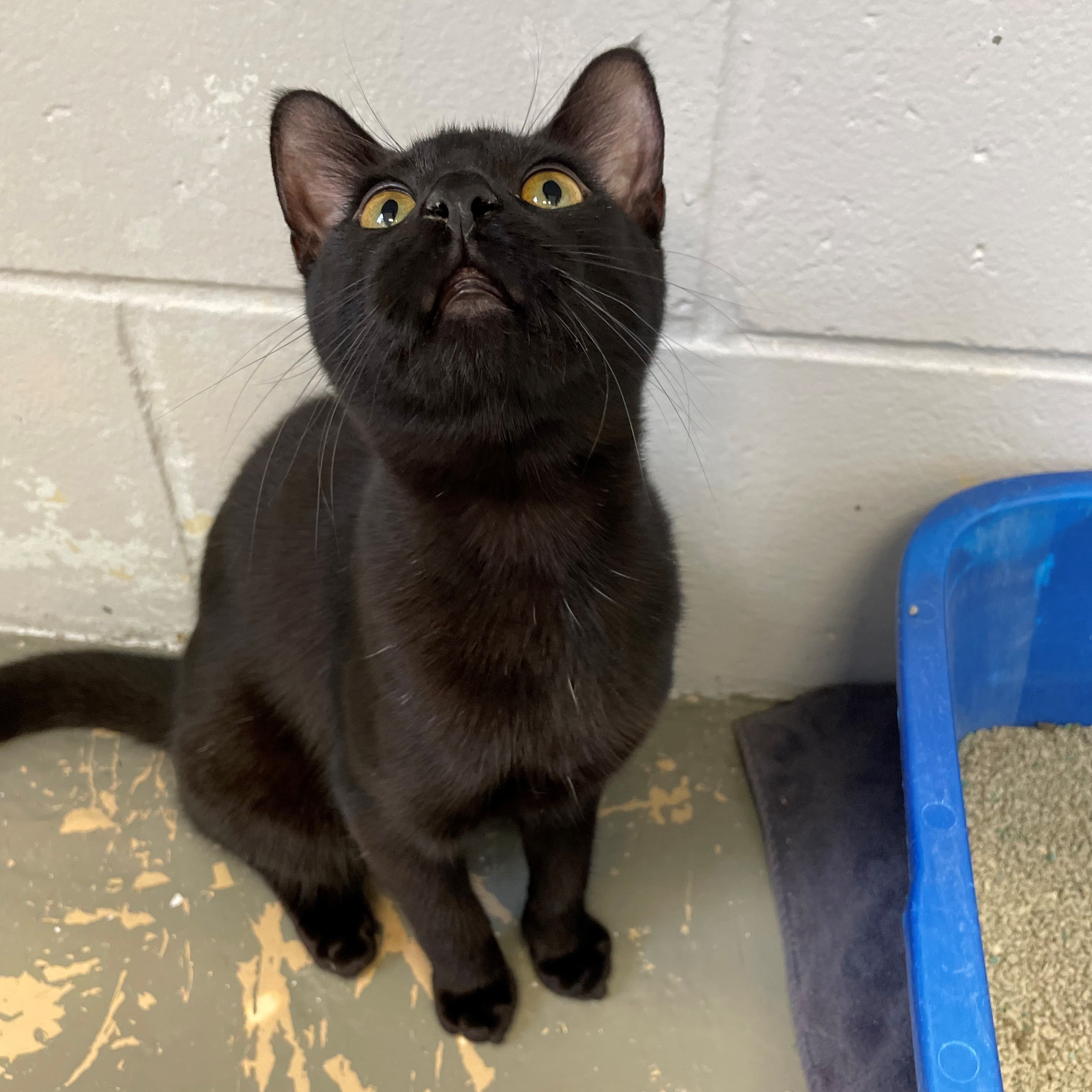 Enlarge Virgo , a Adoptable Domestic Short Hair in East Northport, NY image 3/6