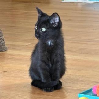 Dipper, Adoptable, Kitten Female Domestic Short Hair.