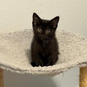 Dipper, a Adoptable Domestic Short Hair in Commerce City, CO image 2/2