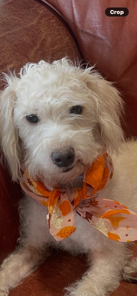 Teddy Bear, Adoptable, Young Male Poodle & Maltese.