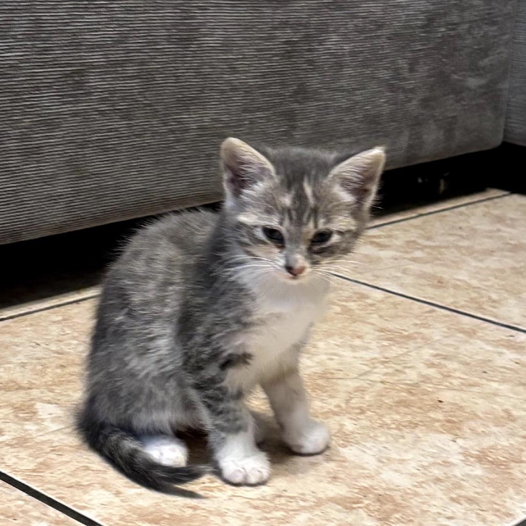 Tuna, Adoptable, Kitten Female Domestic Short Hair.