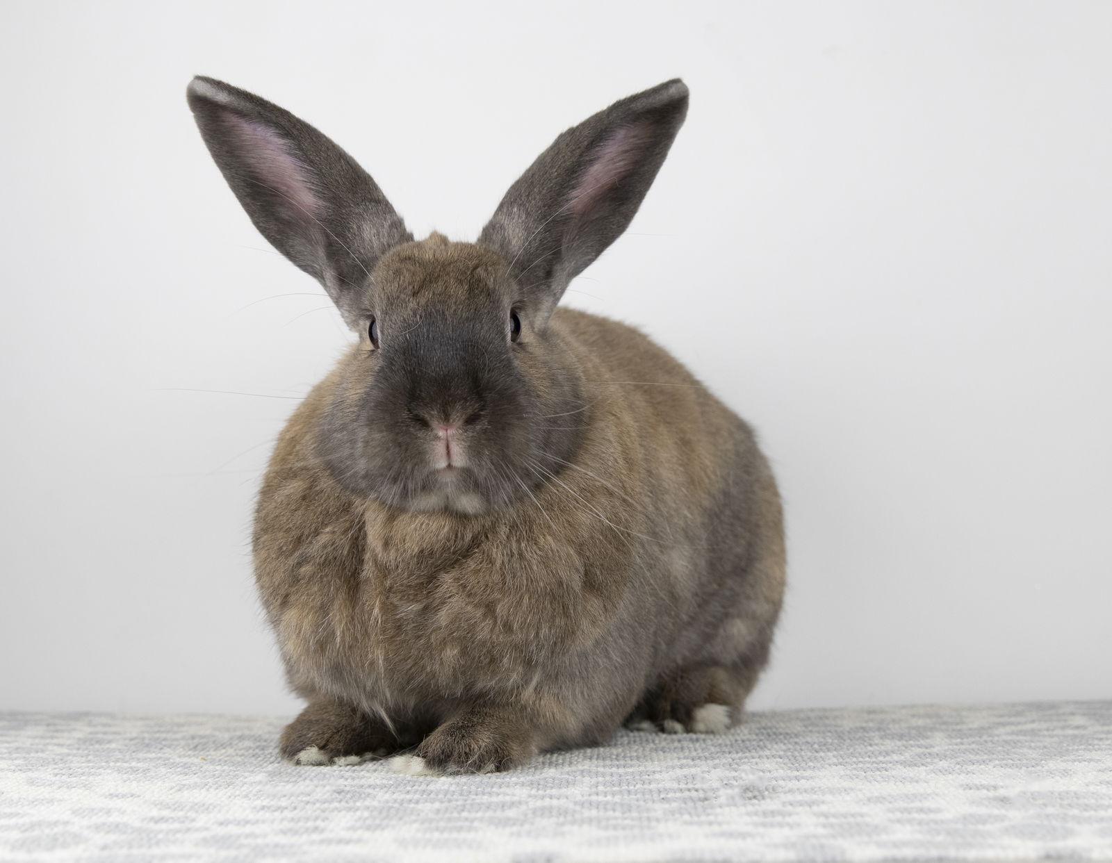 Aria, a Adoptable Cinnamon in Great Neck, NY image 2/3