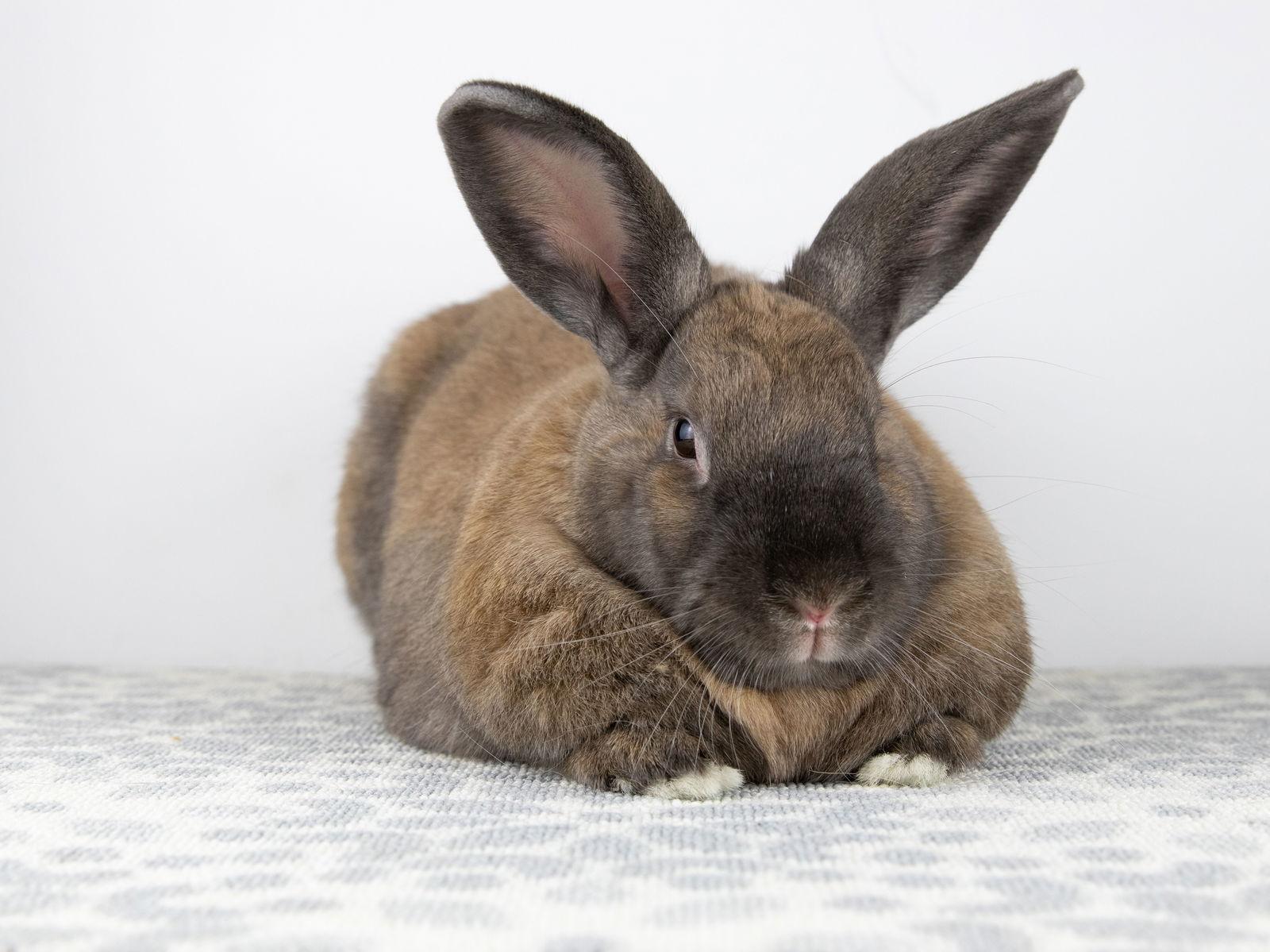 Aria, a Adoptable Cinnamon in Great Neck, NY image 3/3