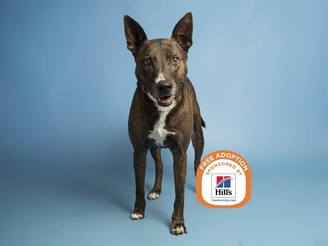 Enlarge VINNIE, a Adoptable Dutch Shepherd in Phoenix, AZ image 1/1