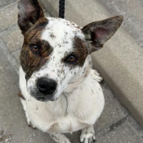 Mia, Adoptable, Young Female Mixed Breed.