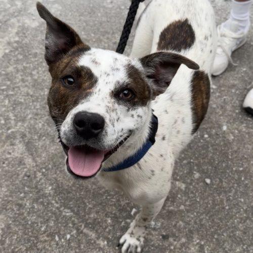 Mia, a Adoptable mixed breed in Georgetown, KY image 2/5