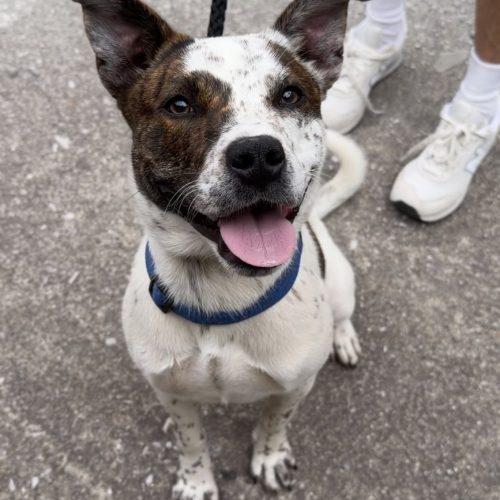 Mia, a Adoptable mixed breed in Georgetown, KY image 3/5