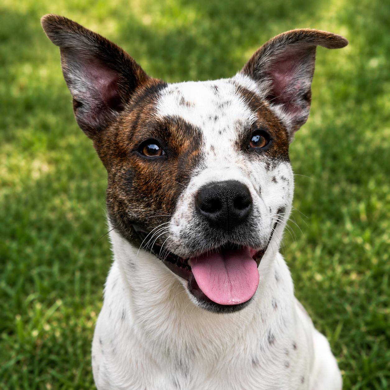 Mia, a Adoptable mixed breed in Georgetown, KY image 4/5