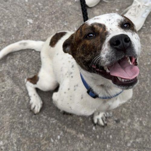 Mia, a Adoptable mixed breed in Georgetown, KY image 5/5