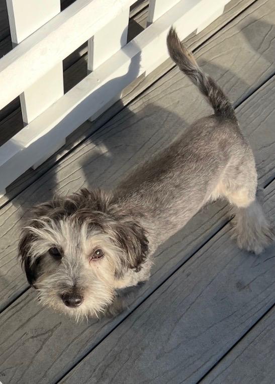 Hudson, a ADOPTABLE Maltipoo in Hawthorne, CA image 4/4