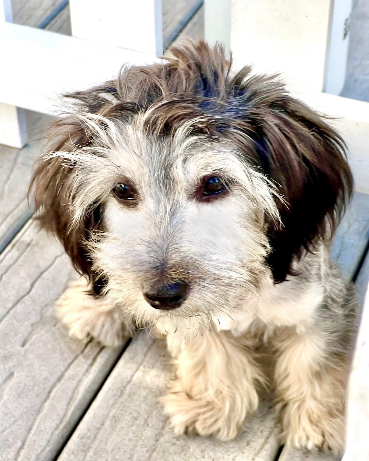 Hudson, a ADOPTABLE Maltipoo in Hawthorne, CA image 2/4