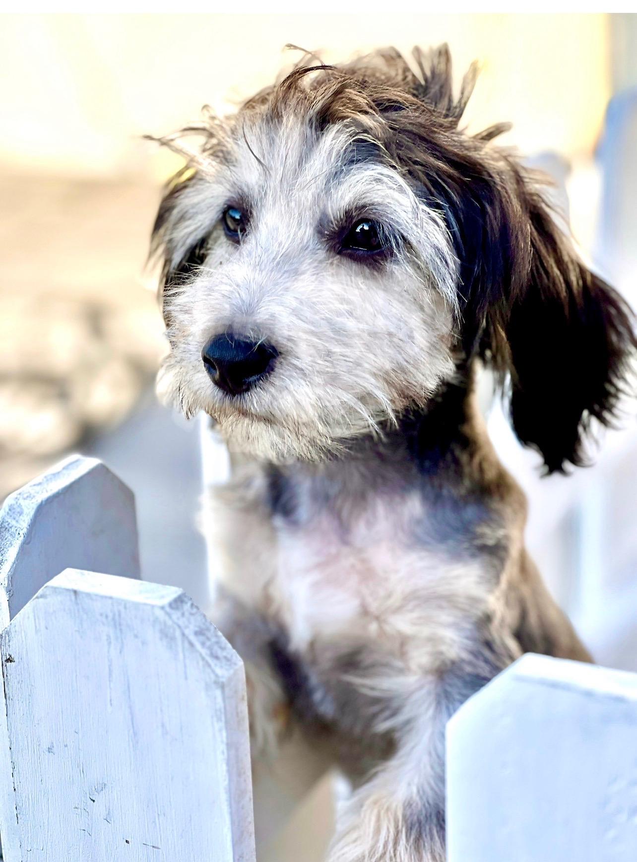 Hudson, ADOPTABLE, Puppy Male Maltipoo.