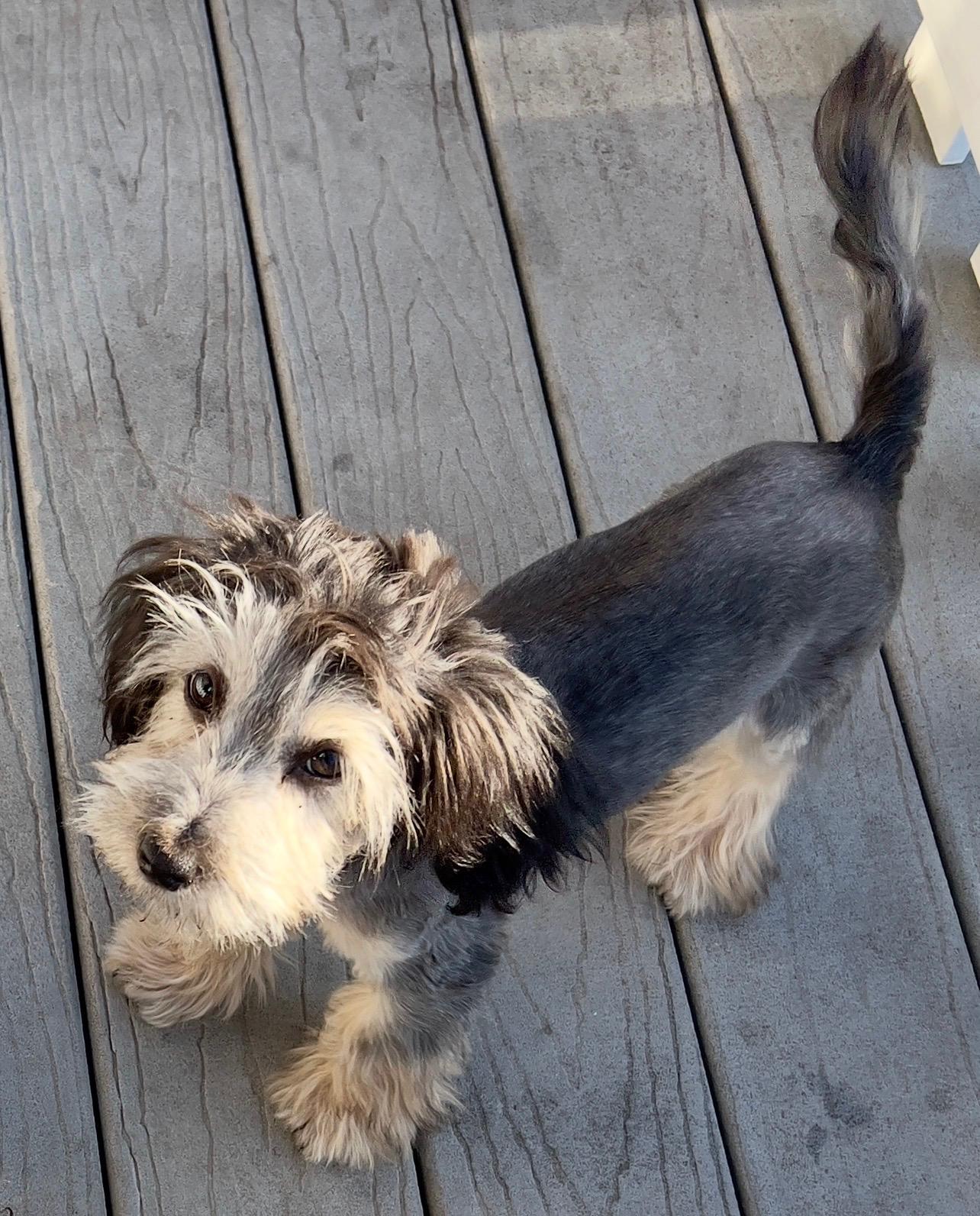 Hudson, a ADOPTABLE Maltipoo in Hawthorne, CA image 3/4