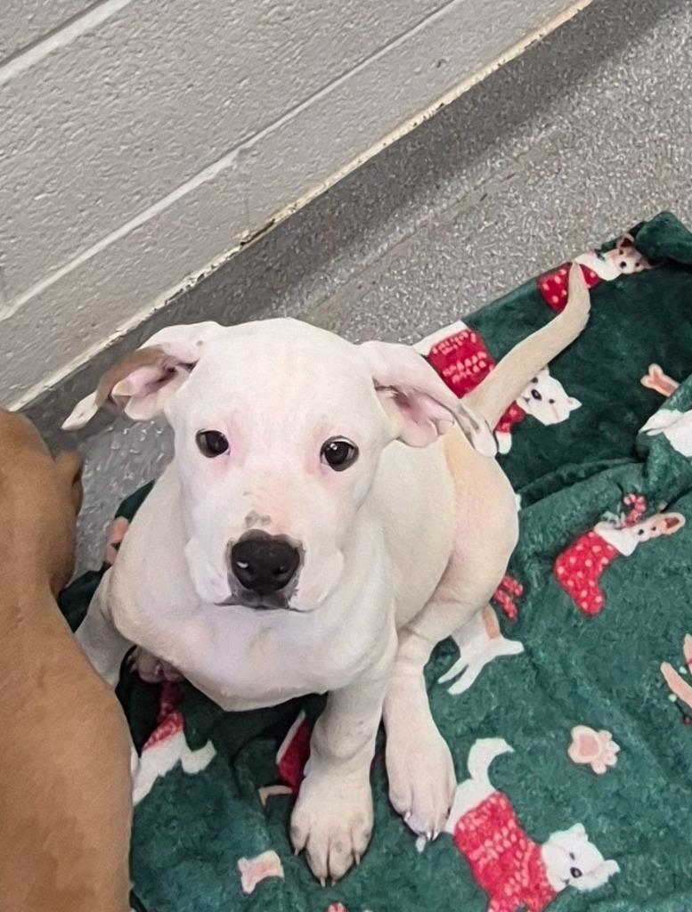 Enlarge Hank “Howl-y Jr.” Barkington, a Adoptable mixed breed in East Ridge, TN image 2/2