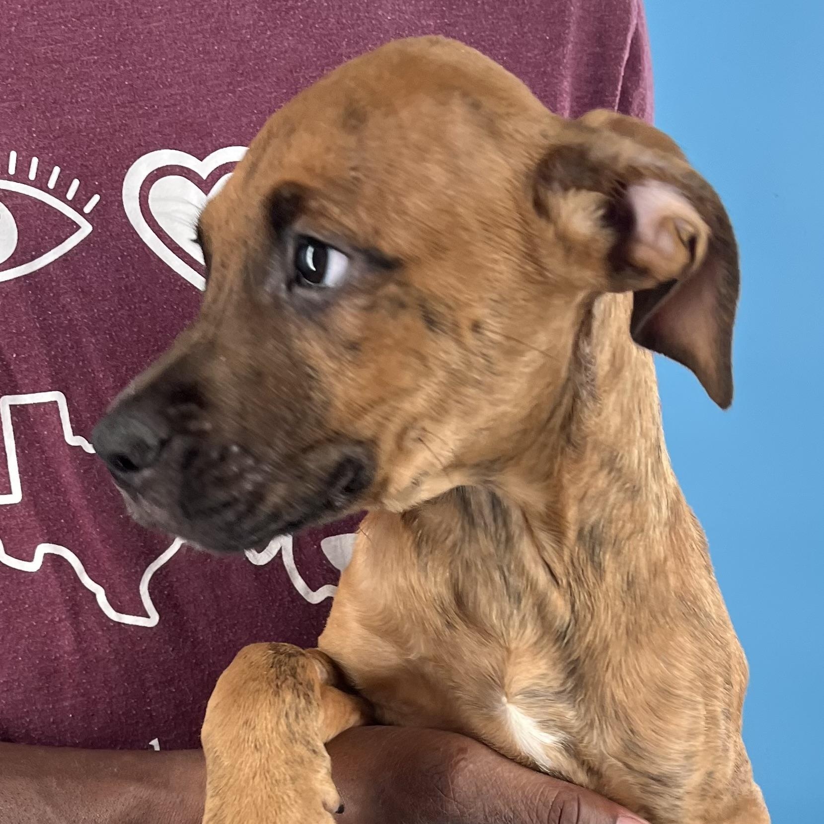 Chadwick - Local Sept 26-28