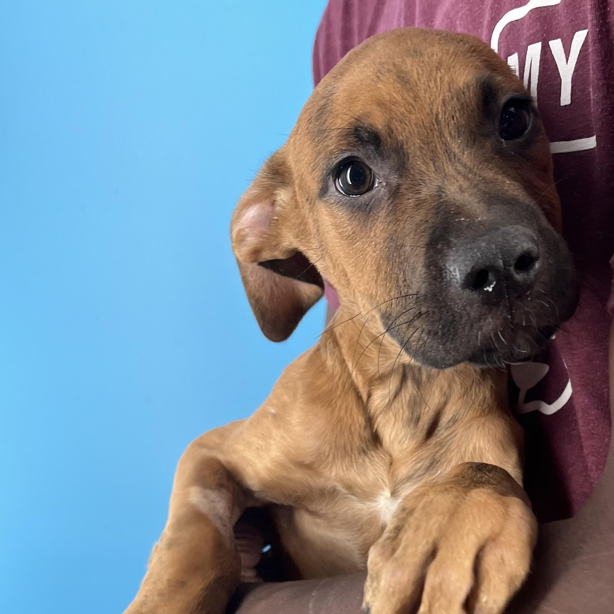 Chadwick - Local Sept 26-28