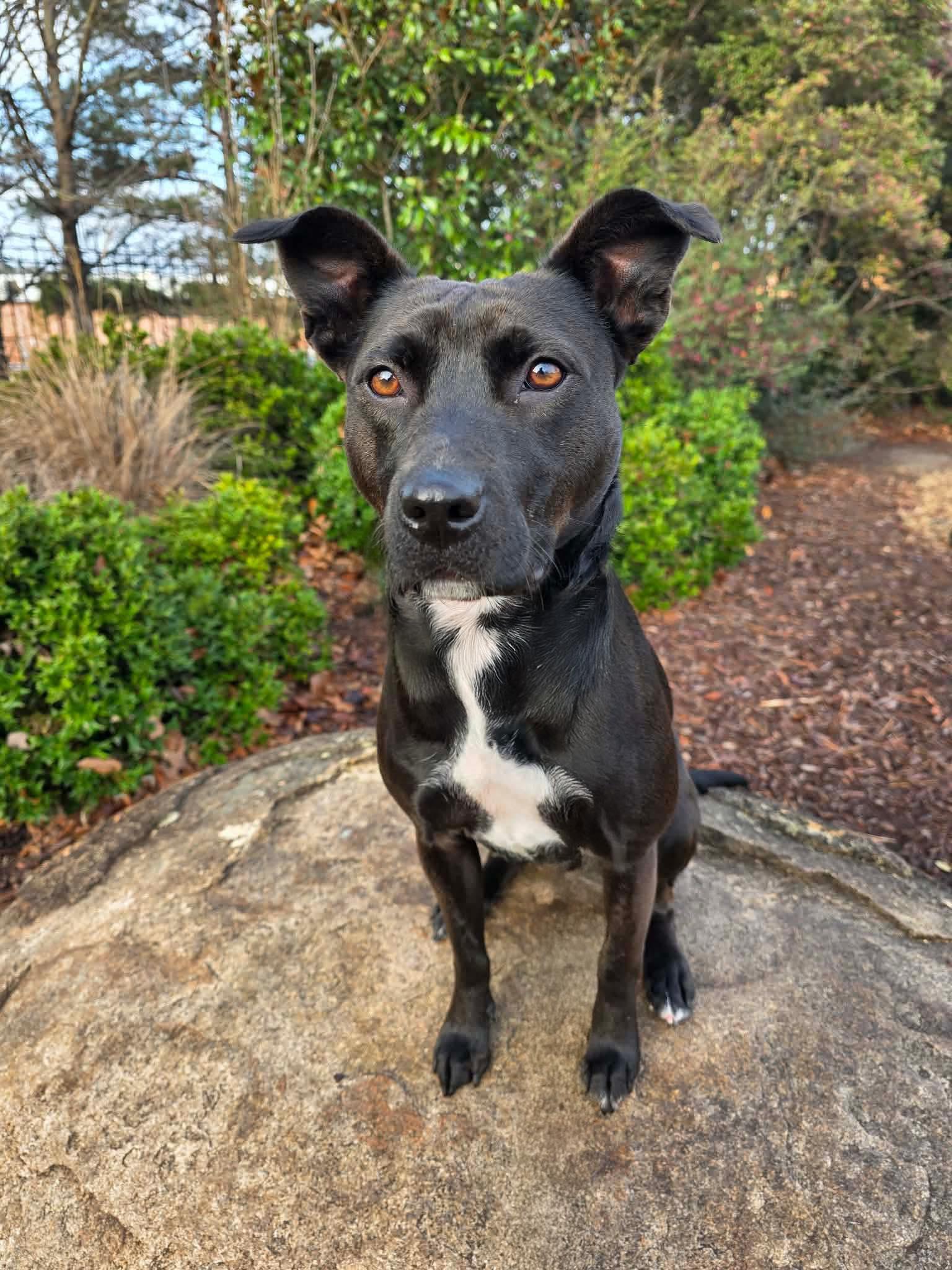 Enlarge JOSIE, a Adoptable mixed breed in Seattle, WA image 2/6