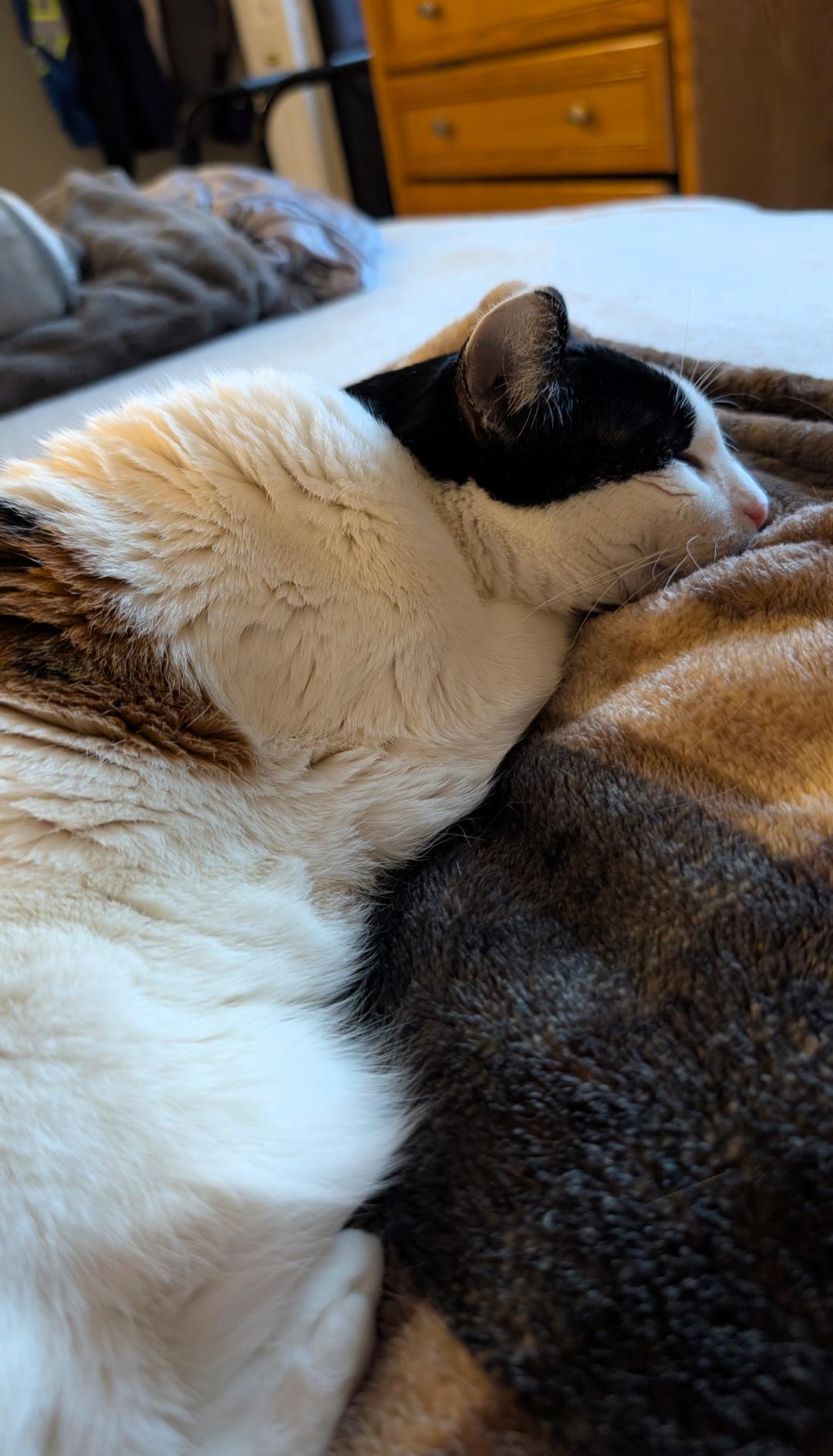 Enlarge Pig, an adopted Calico in Enfield, CT image 5/5