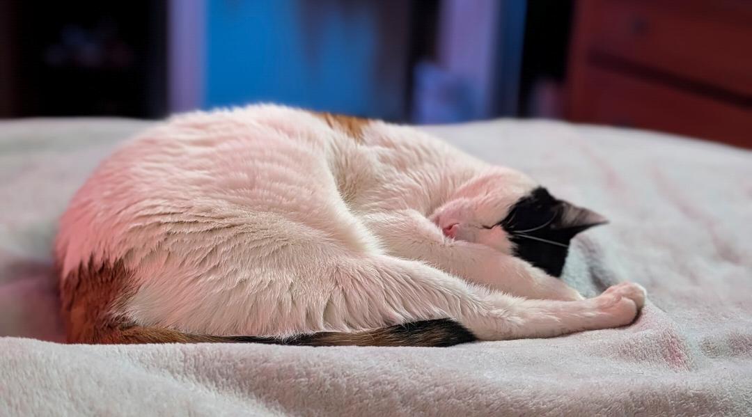 Enlarge Pig, an adopted Calico in Enfield, CT image 3/5