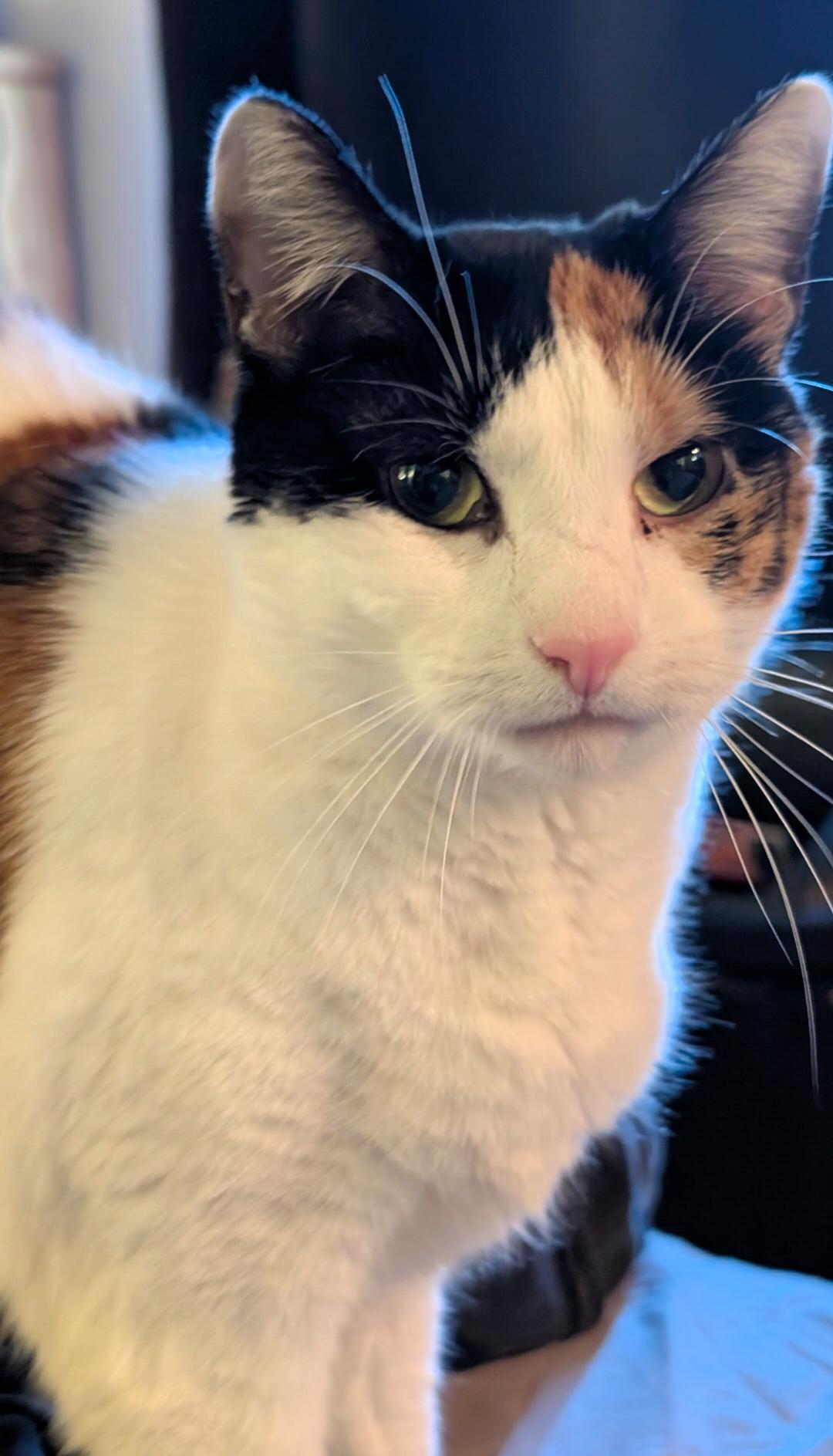 Pig, adopted, Adult Female Calico.