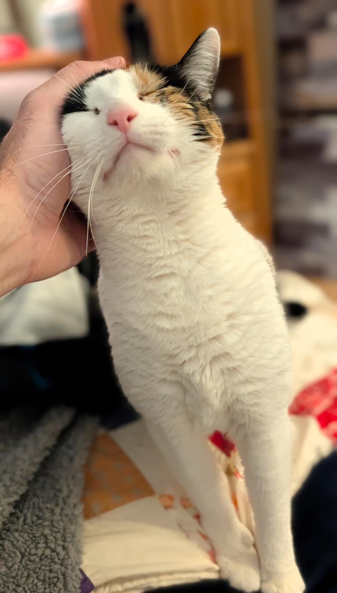Enlarge Pig, an adopted Calico in Enfield, CT image 4/5