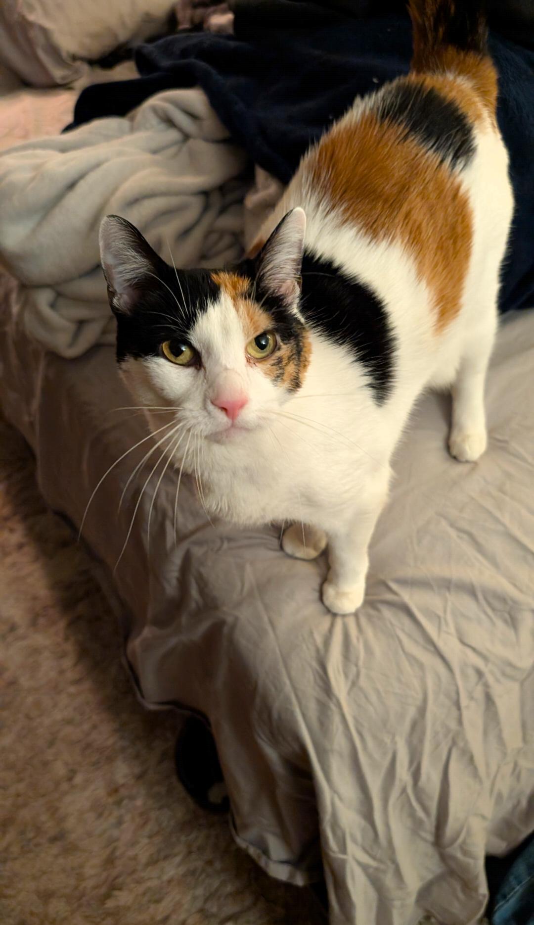 Enlarge Pig, an adopted Calico in Enfield, CT image 2/5