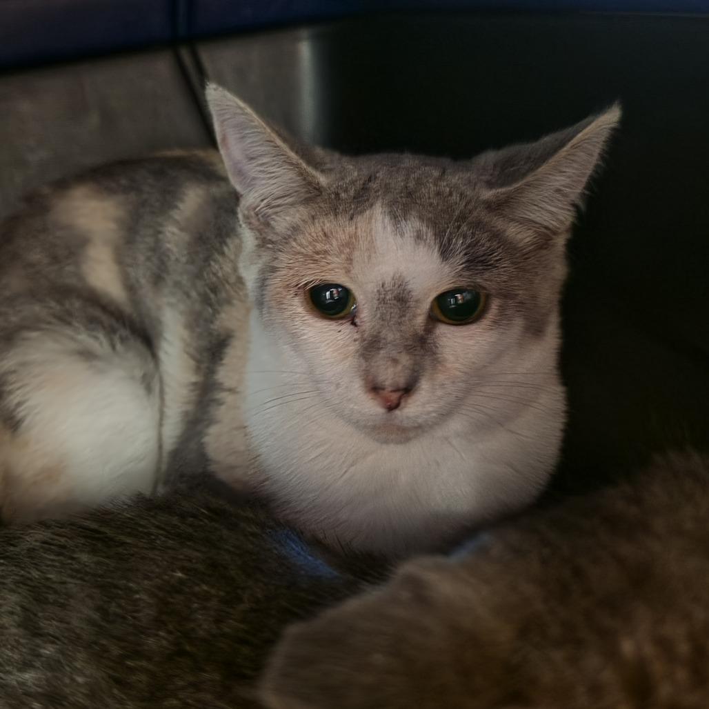 Enlarge Eleanor, a Adoptable Domestic Short Hair in Kennebunk, ME image 1/1