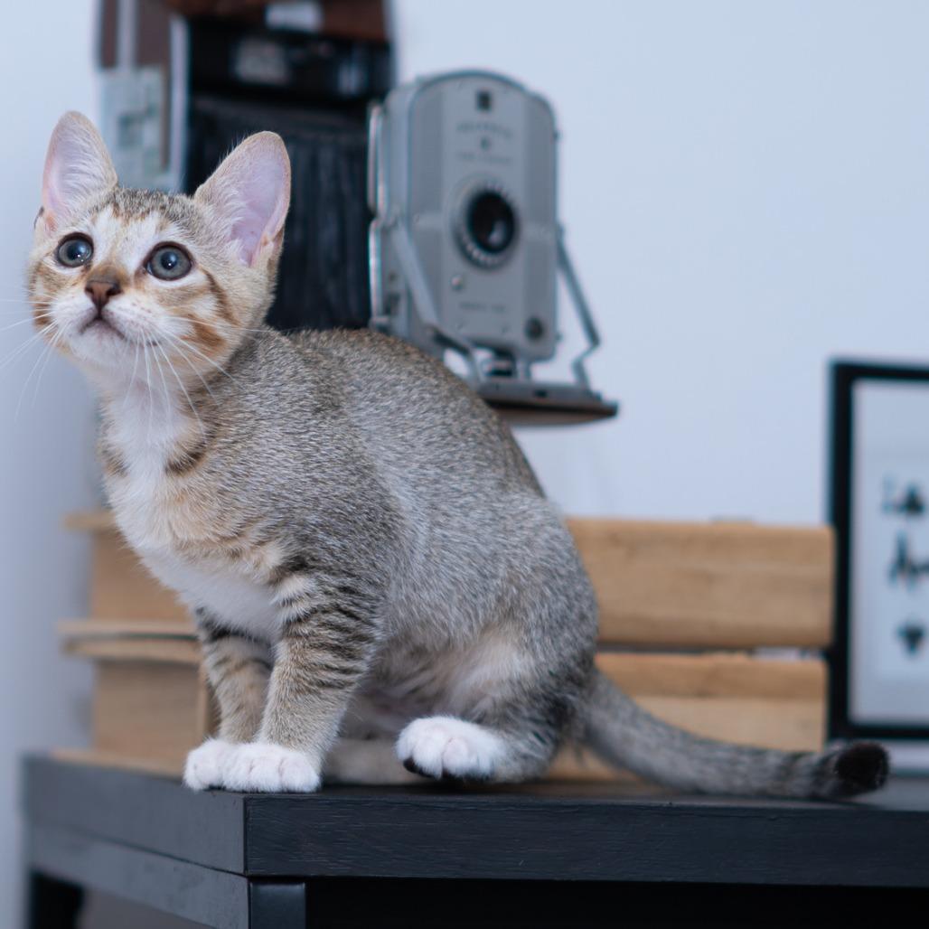 Master Chief thumbnail 3