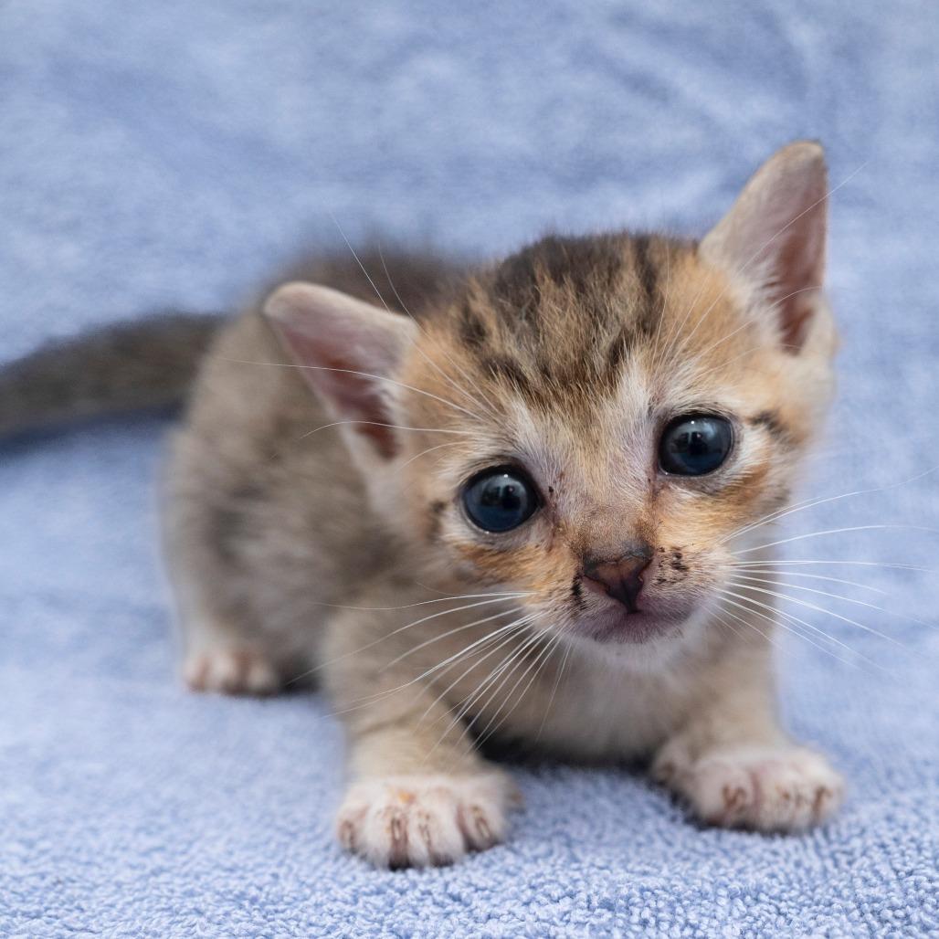 Master Chief thumbnail 4