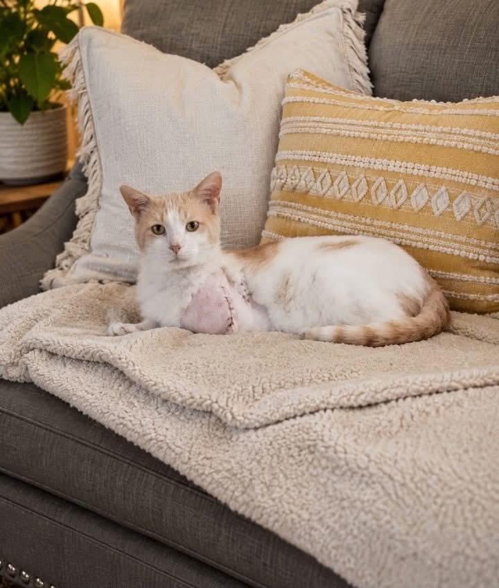 Enlarge Asher, a Adoptable mixed breed in Waverly, TN image 1/1