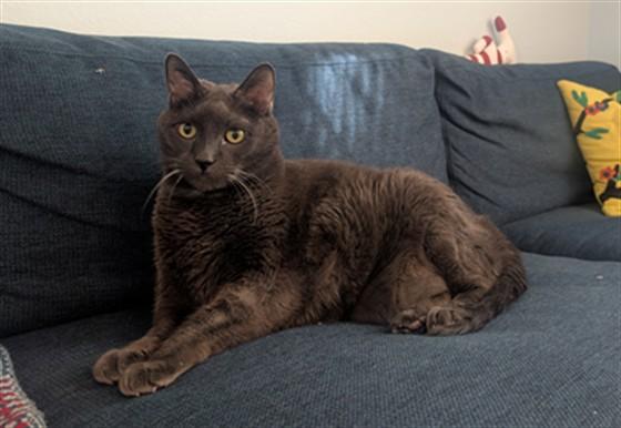 MONTE, Adoptable, Senior Male Domestic Short Hair.