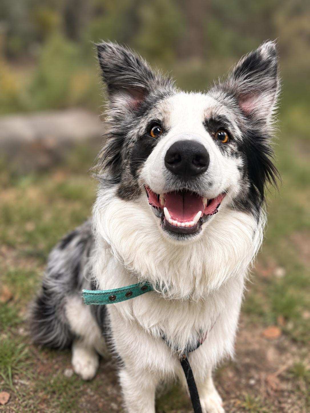 Wiley, Adoptable, Young Male Australian Shepherd.