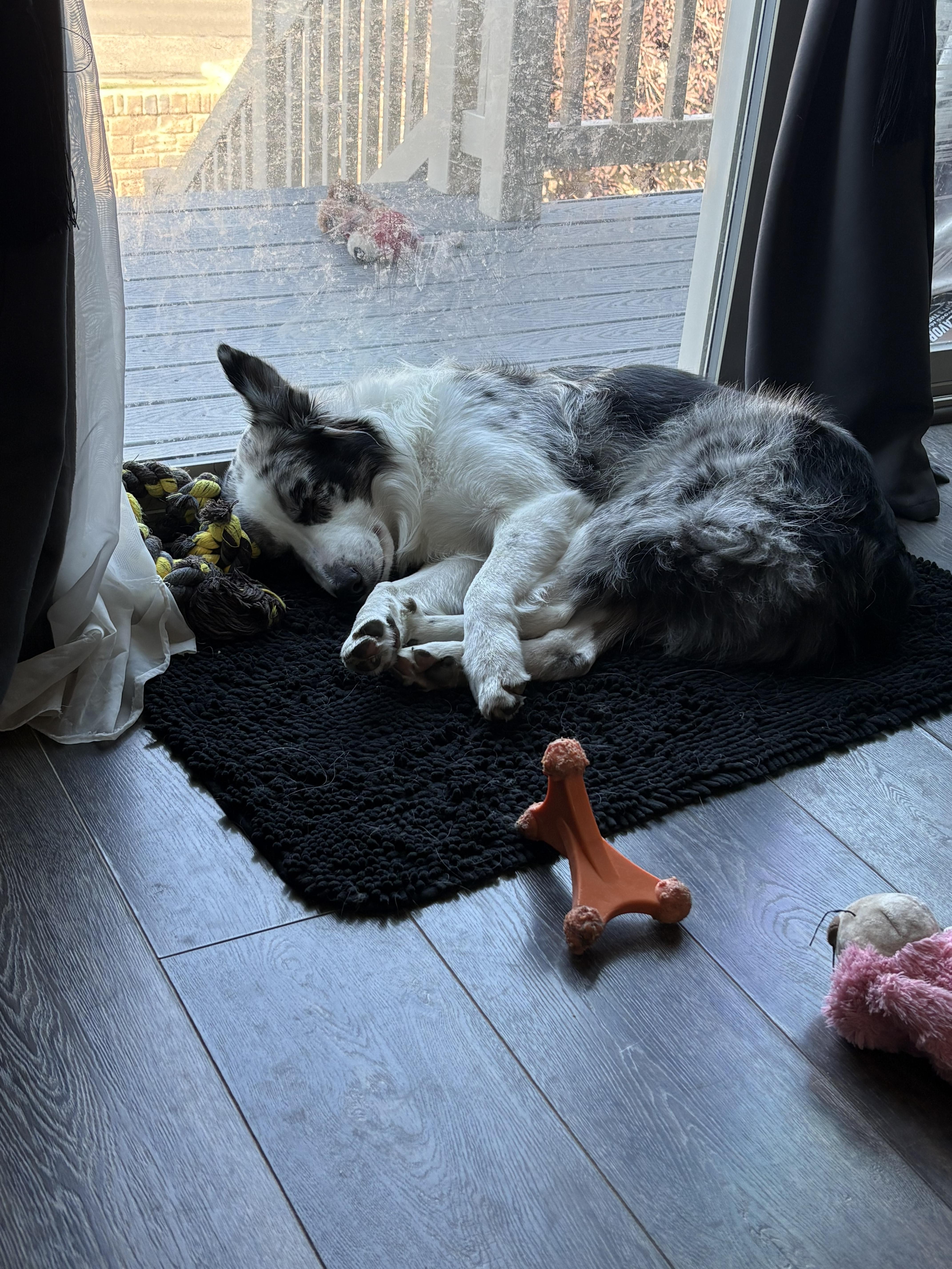 Enlarge Wiley, a Adoptable Australian Shepherd in Clinton, UT image 3/3