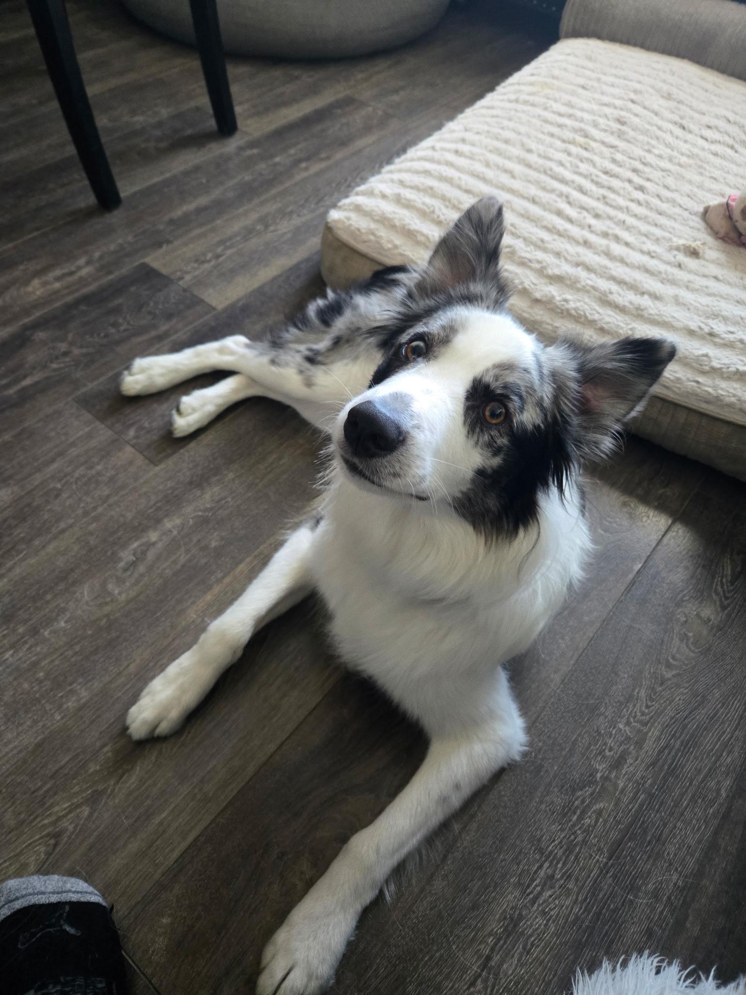 Enlarge Wiley, a Adoptable Australian Shepherd in Clinton, UT image 2/3