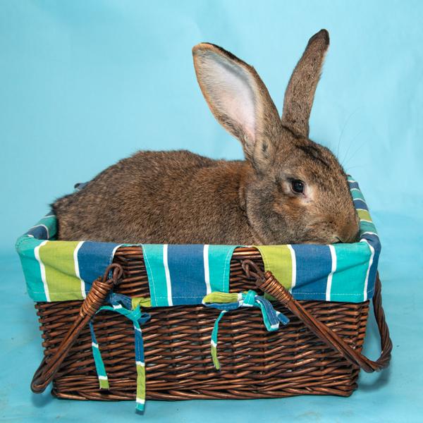 Enlarge Mustafa, a Adopted Bunny Rabbit in Whittaker, MI image 1/3