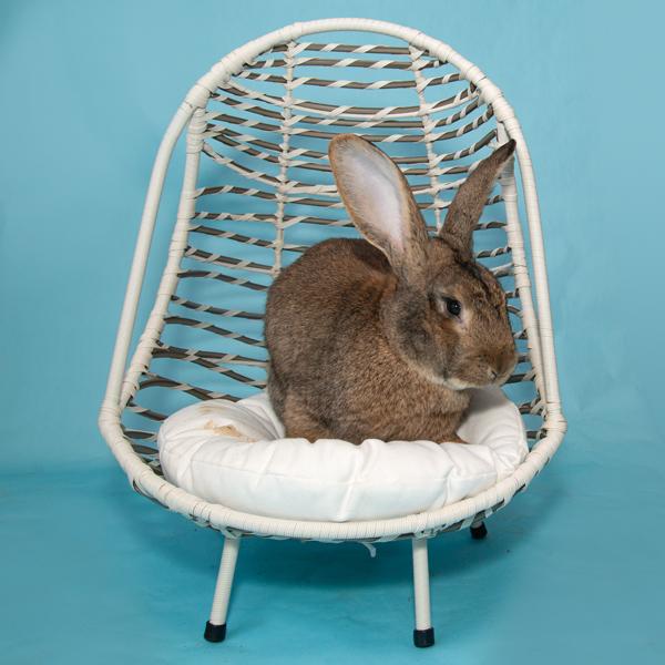 Enlarge Mustafa, a Adopted Bunny Rabbit in Whittaker, MI image 2/3