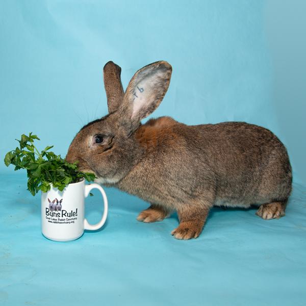 Enlarge Mustafa, a Adopted Bunny Rabbit in Whittaker, MI image 3/3