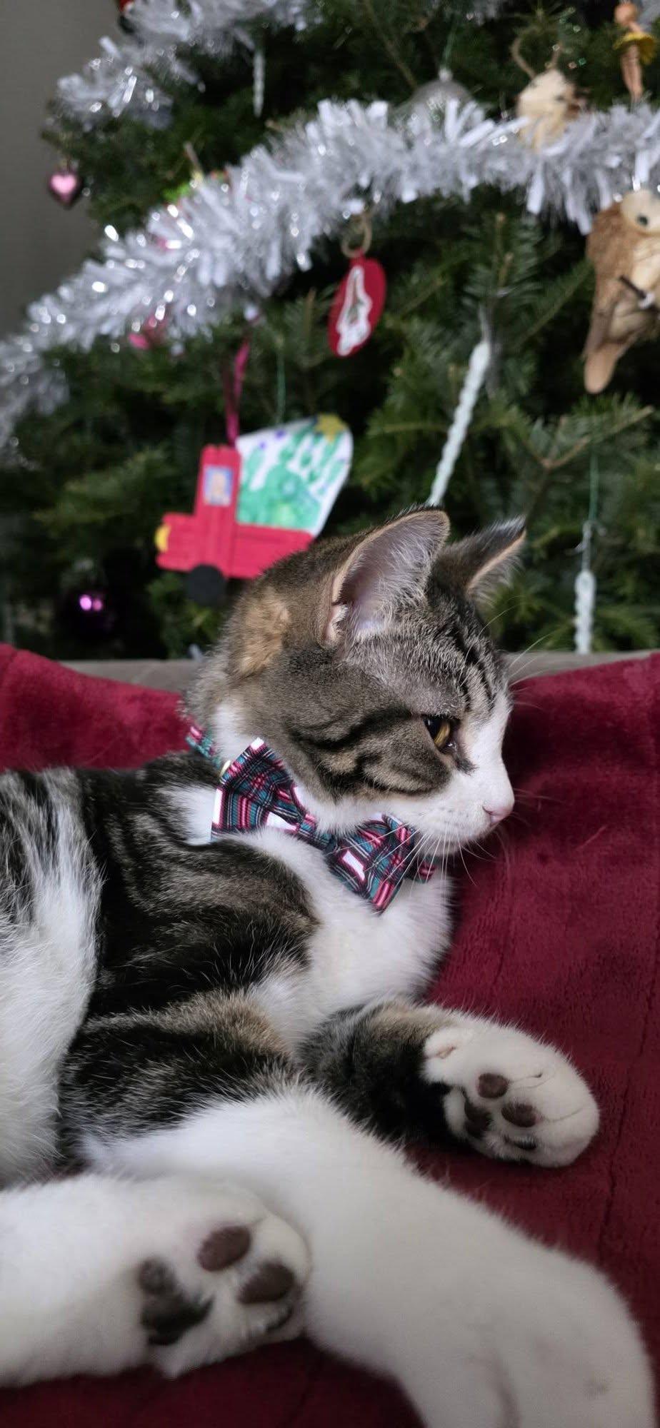 Joey, Adopted, Young Male Tabby.