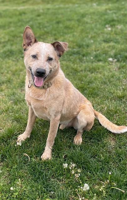 FRECKLES, Adoptable, Adult Male Australian Cattle Dog / Blue Heeler.